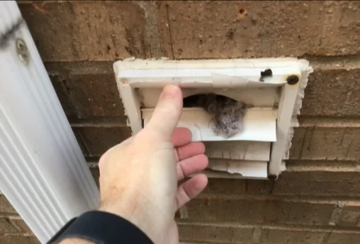 Exterior dryer vent hood packed with lint